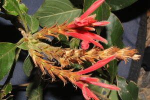 Aphelandra scabra voucher:nz-9713